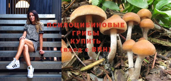 индика Бородино