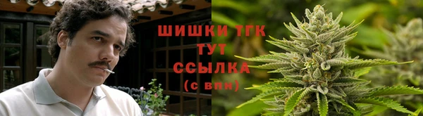 индика Бородино